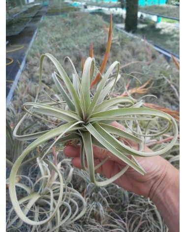 Tillandsia 'Crowning Glory'