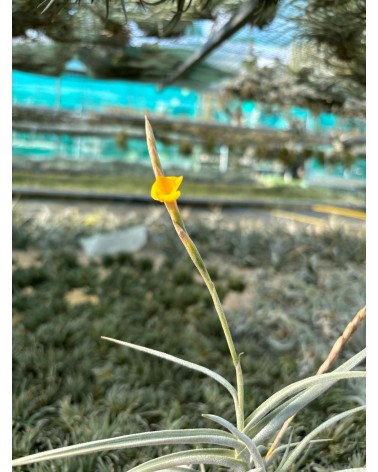 Tillandsia crocata x streptocarpa