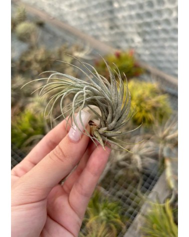 Tillandsia heteromorpha