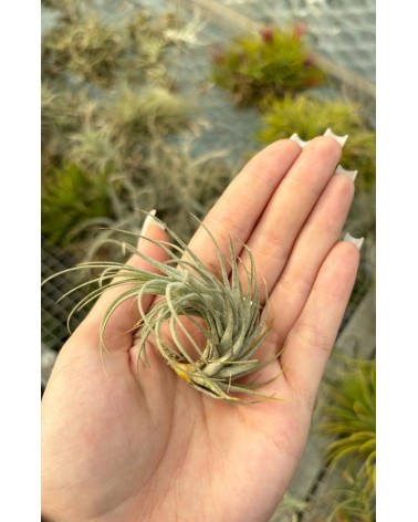 Tillandsia heteromorpha