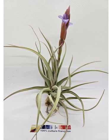 Tillandsia 'Pastel Perfection' (arequitae x stricta)