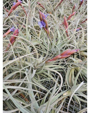 Tillandsia 'Pastel Perfection' (arequitae x stricta)