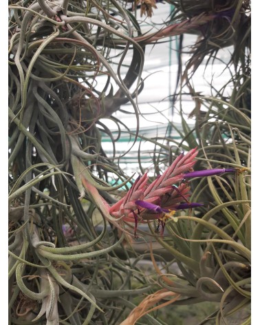 Tillandsia baileyi x ehlersiana