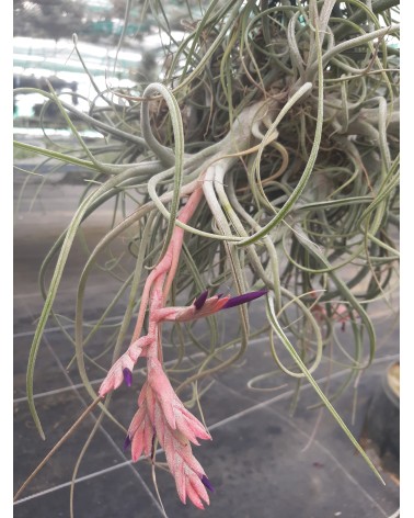 Tillandsia baileyi x ehlersiana