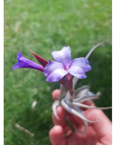 Tillandsia gerdae x xiphioides