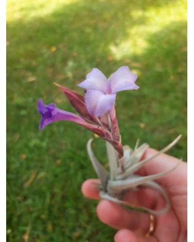 Tillandsia gerdae x xiphioides