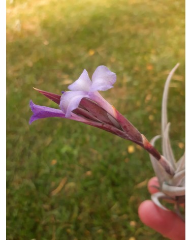 Tillandsia gerdae x xiphioides