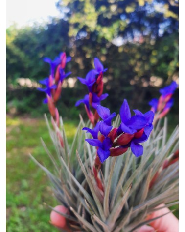 Tillandsia aeranthos x zecheri var. cafayatensis