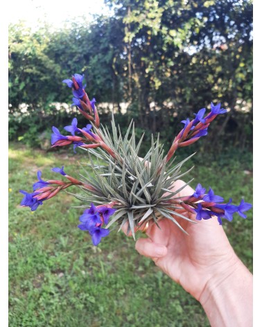 Tillandsia aeranthos x zecheri var. cafayatensis