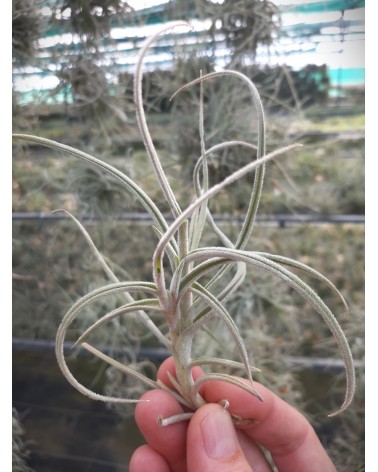 Tillandsia caliginosa 'Chocolat' x crocata