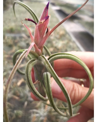 Tillandsia caput medusae x paucifolia