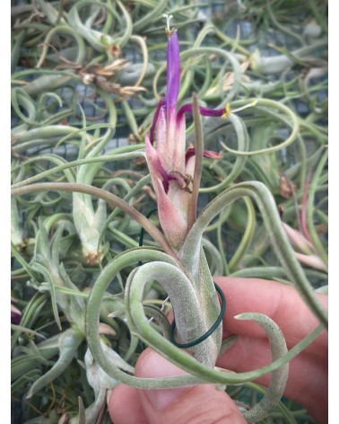 Tillandsia caput medusae x paucifolia