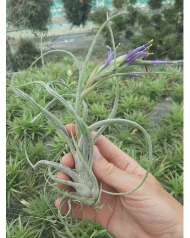 Tillandsia caput medusae x paucifolia