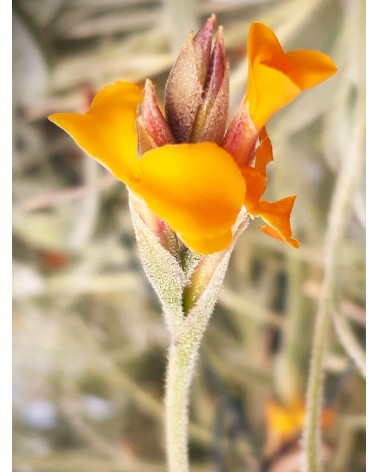 Tillandsia caliginosa 'Chocolat' x crocata