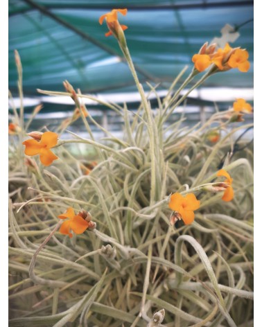 Tillandsia caliginosa 'Chocolat' x crocata