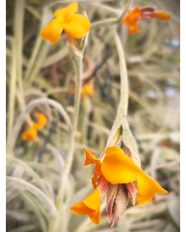 Tillandsia caliginosa 'Chocolat' x crocata