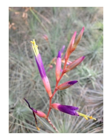 Tillandsia fuchsii f. gracilis