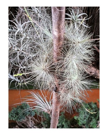 Tillandsia fuchsii f. gracilis