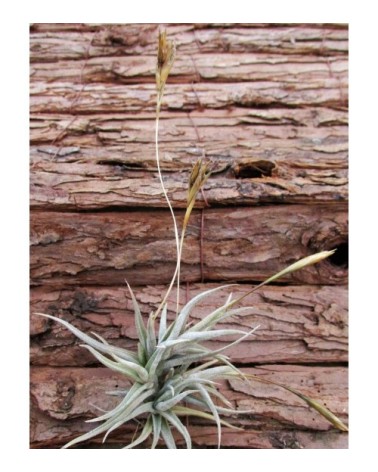 Tillandsia funebris