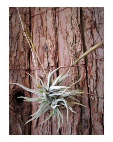 Tillandsia funebris