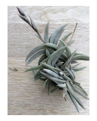 Tillandsia gilliesii