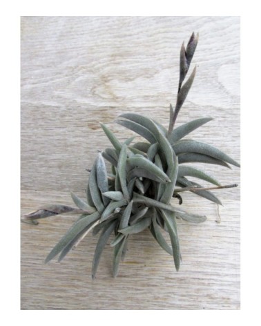 Tillandsia gilliesii