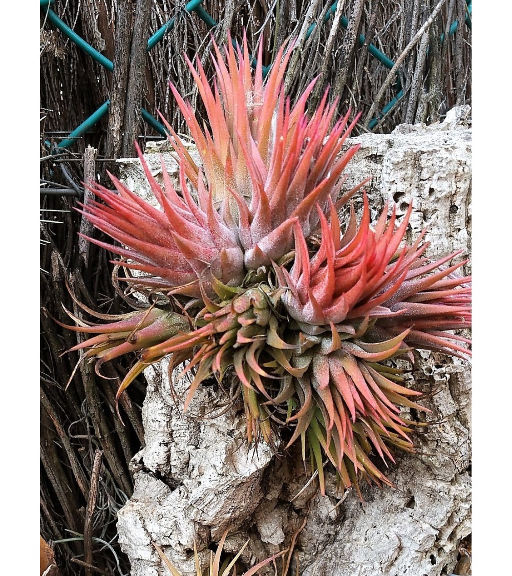 目玉送料無料 Tillandsia ionantha Haselnuss *k K**hres - フラワー