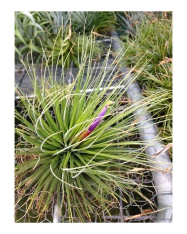 Tillandsia magnusiana