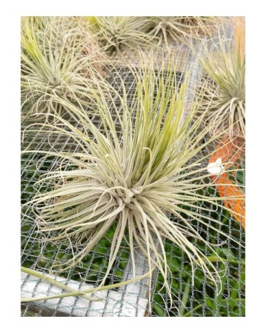 Tillandsia magnusiana