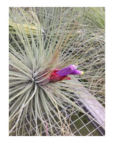 Tillandsia magnusiana