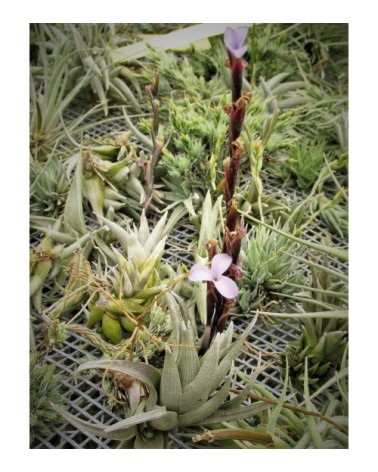 Tillandsia peiranoi