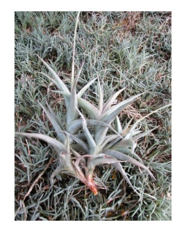 Tillandsia gilliesii ssp. Polysticha