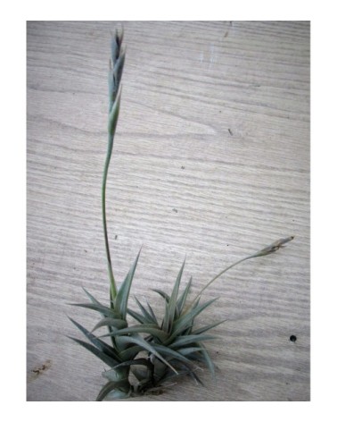 Tillandsia gilliesii ssp. Polysticha