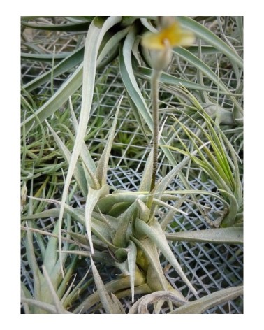 Tillandsia gilliesii ssp. Polysticha