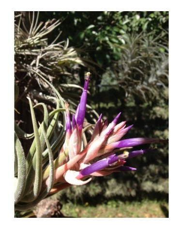 Tillandsia seleriana