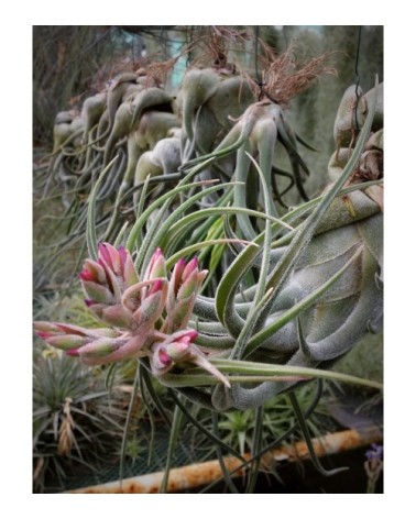 Tillandsia seleriana