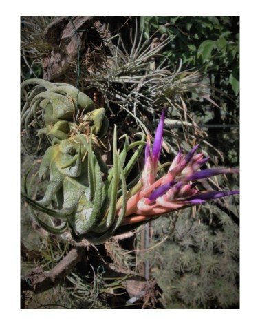 Tillandsia seleriana