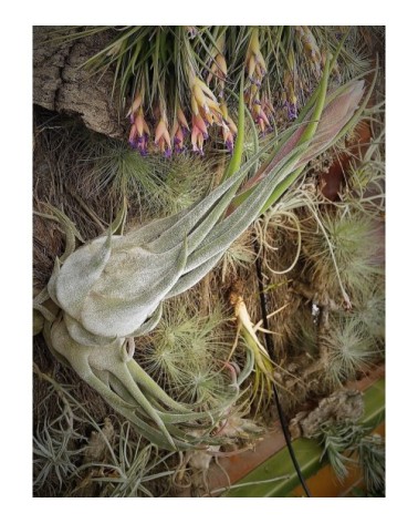 Tillandsia seleriana