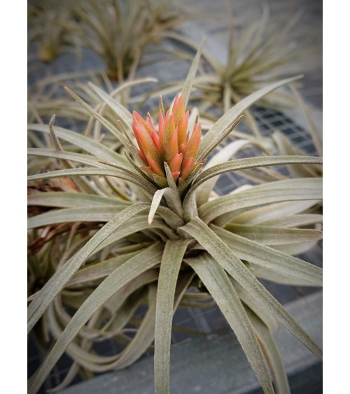 Tillandsia mauryana