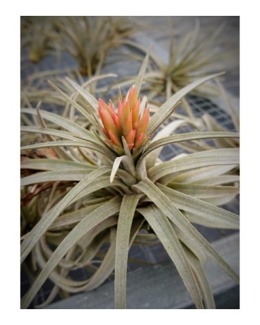 Tillandsia mauryana