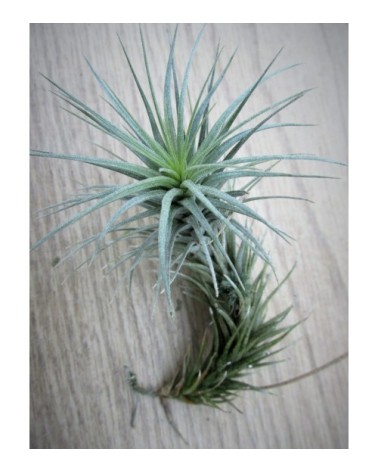 Tillandsia heteromorpha