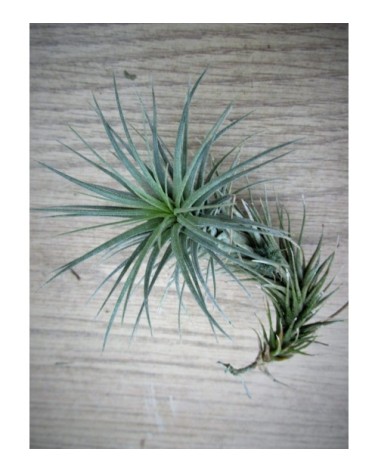 Tillandsia heteromorpha