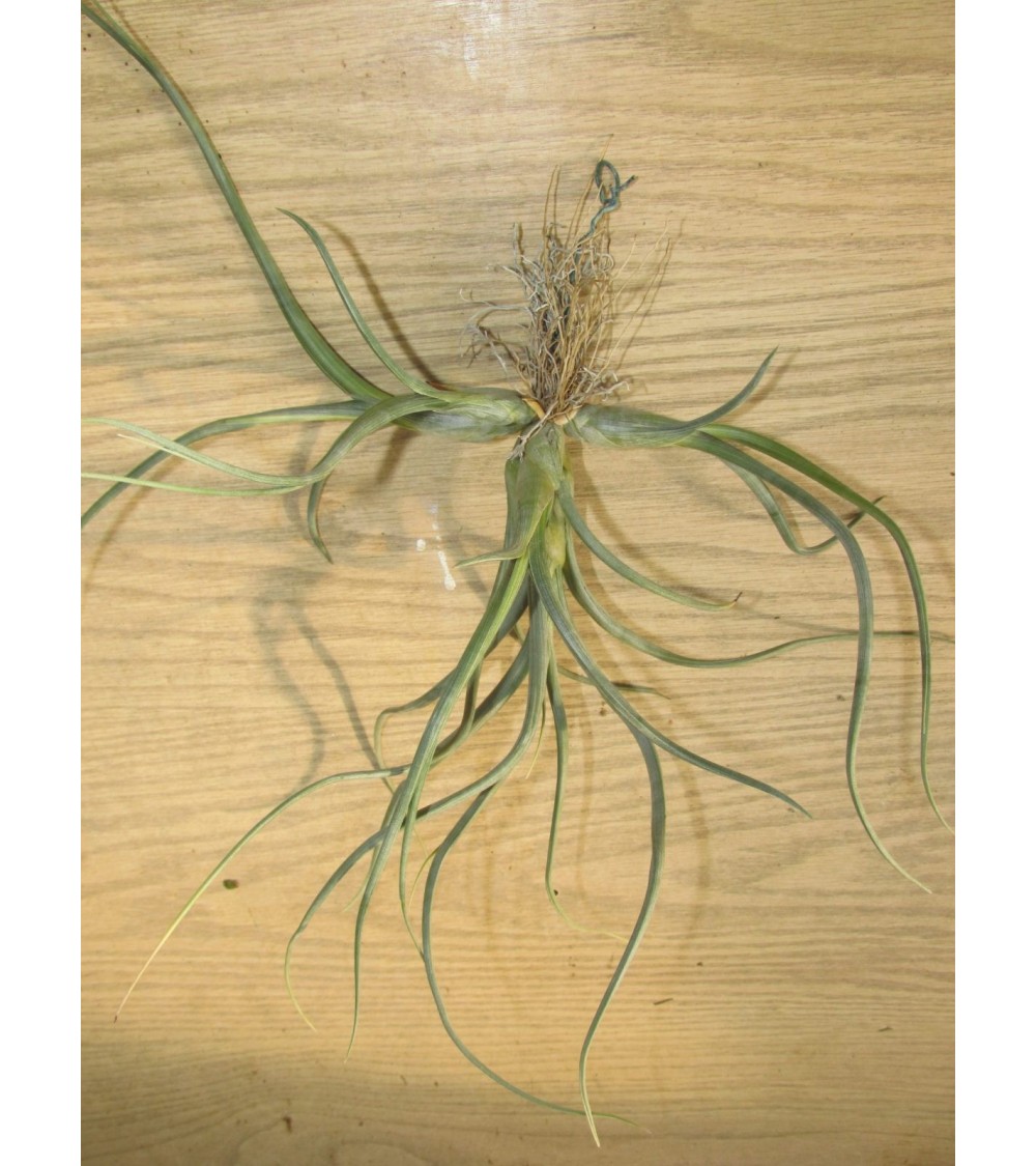 Tillandsia Baileyi de DIXIE STORE, vraie plante aérienne sans racines,  environ de 9 cm de hauteur, non-toxic pour chats et chiens